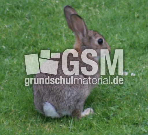 Wild-Kaninchen 037.jpg